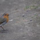 der erste Frühlingsvogel