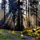 Der erste Frühnebel im Herbst.