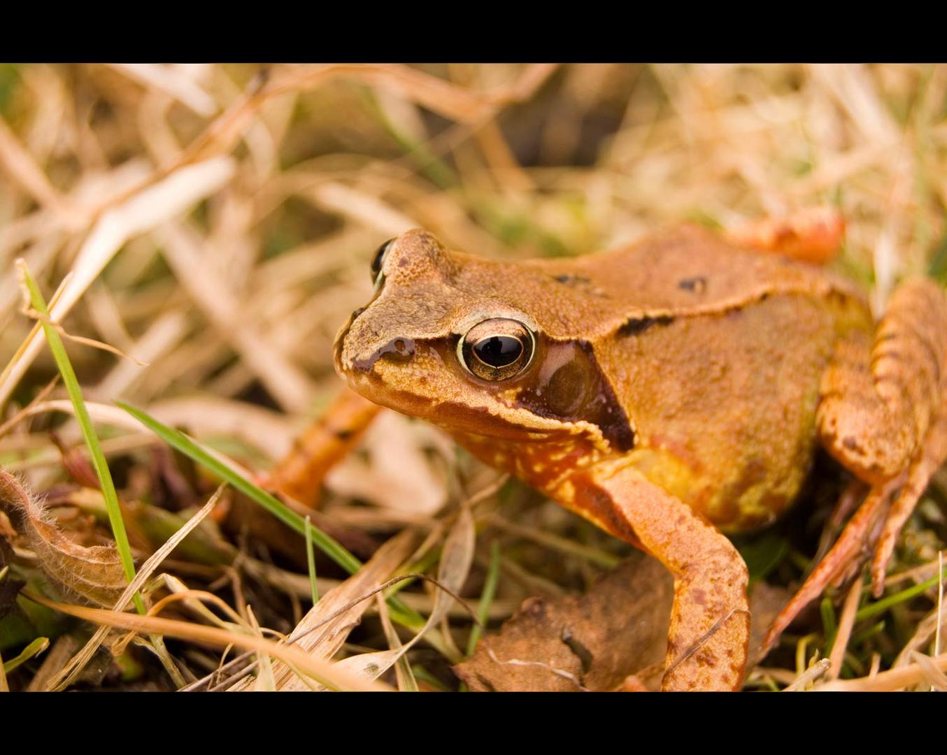 Der erste Grasfrosch des Jahres