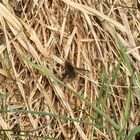 Der erste Große Wollschweber (Bombylius major) dieses Jahr!