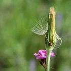 Der erste Gugigai-Samen wird flügge