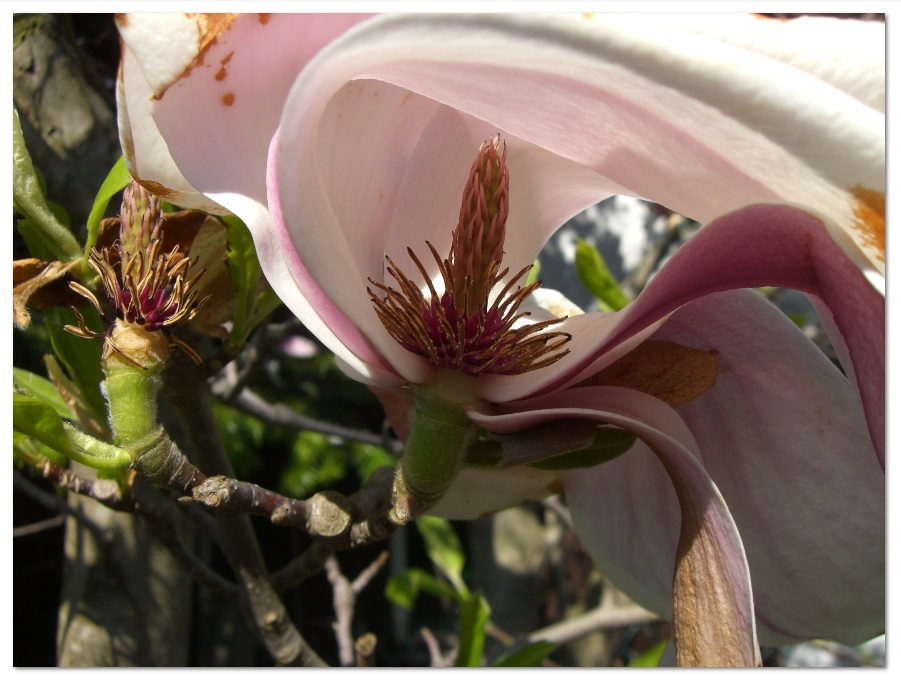 Der erste Hauch vom Frühling verweht