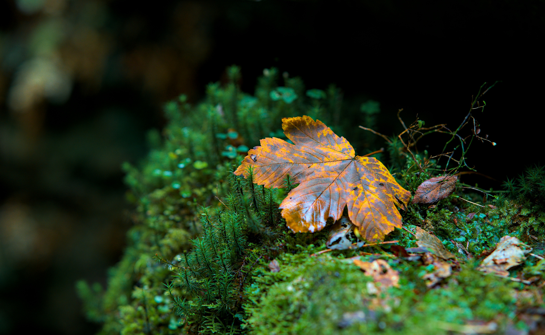 Der erste Herbstbote 