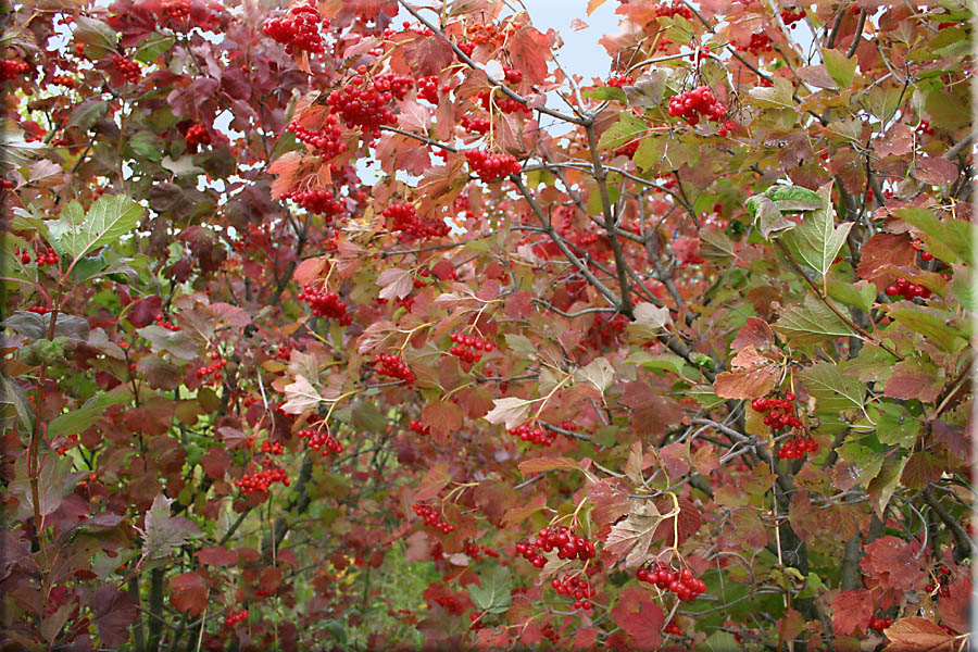 Der erste Herbstwind