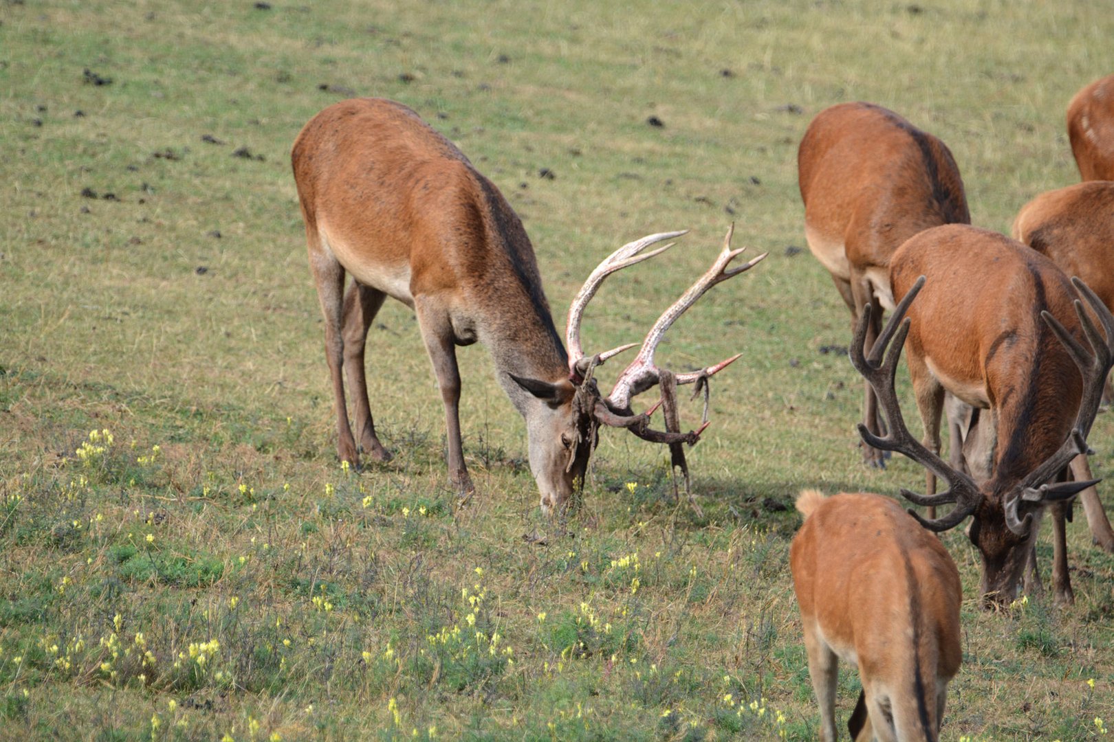 Der erste Hirsch hat gefegt.