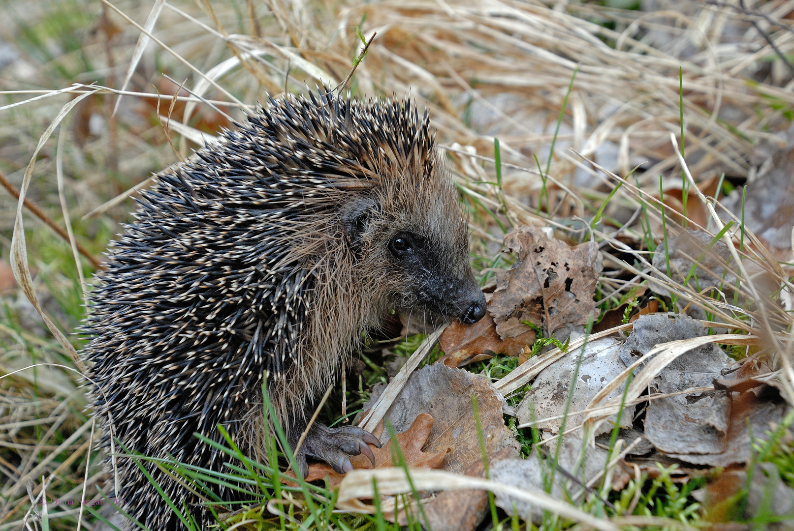 Der erste Igel dieses Jahr