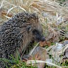 Der erste Igel dieses Jahr