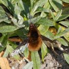 Der erste in diesem Jahr - Großer Wollschweber (Bombylius major)