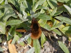 Der erste in diesem Jahr - Großer Wollschweber (Bombylius major)