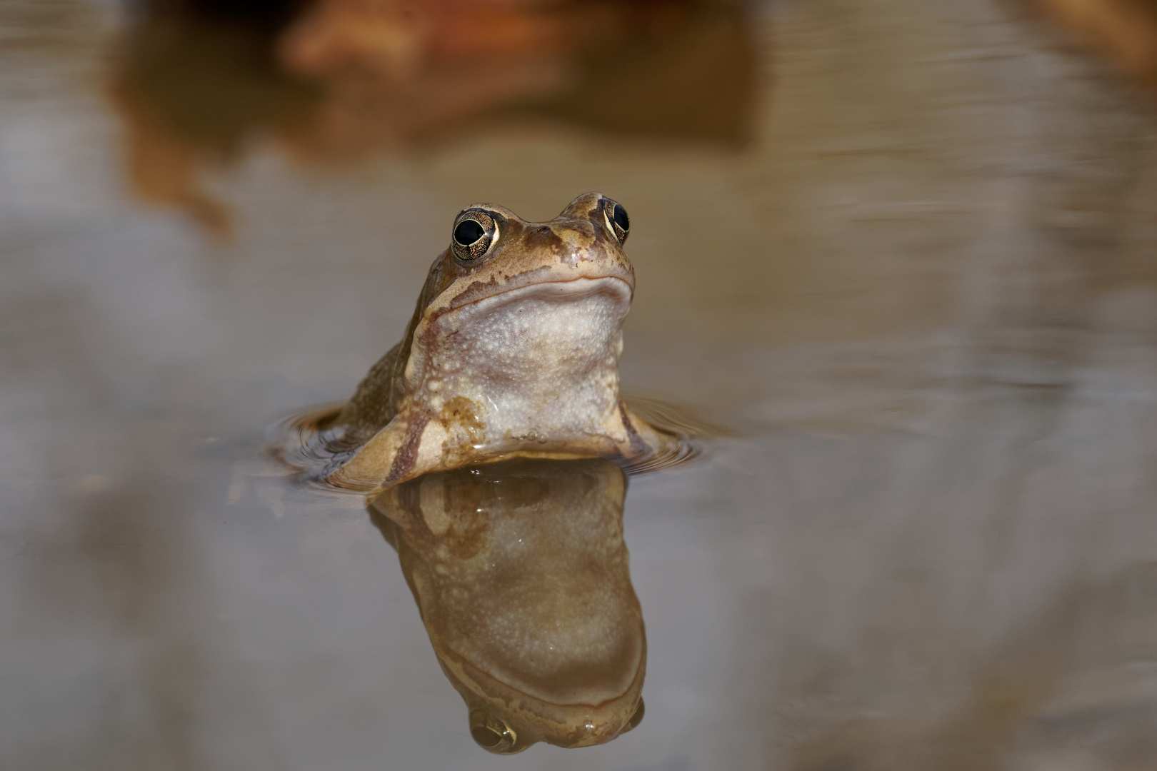 Der Erste ist immer der Schönste! Grasfrosch - Rana temporaria