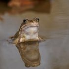 Der Erste ist immer der Schönste! Grasfrosch - Rana temporaria