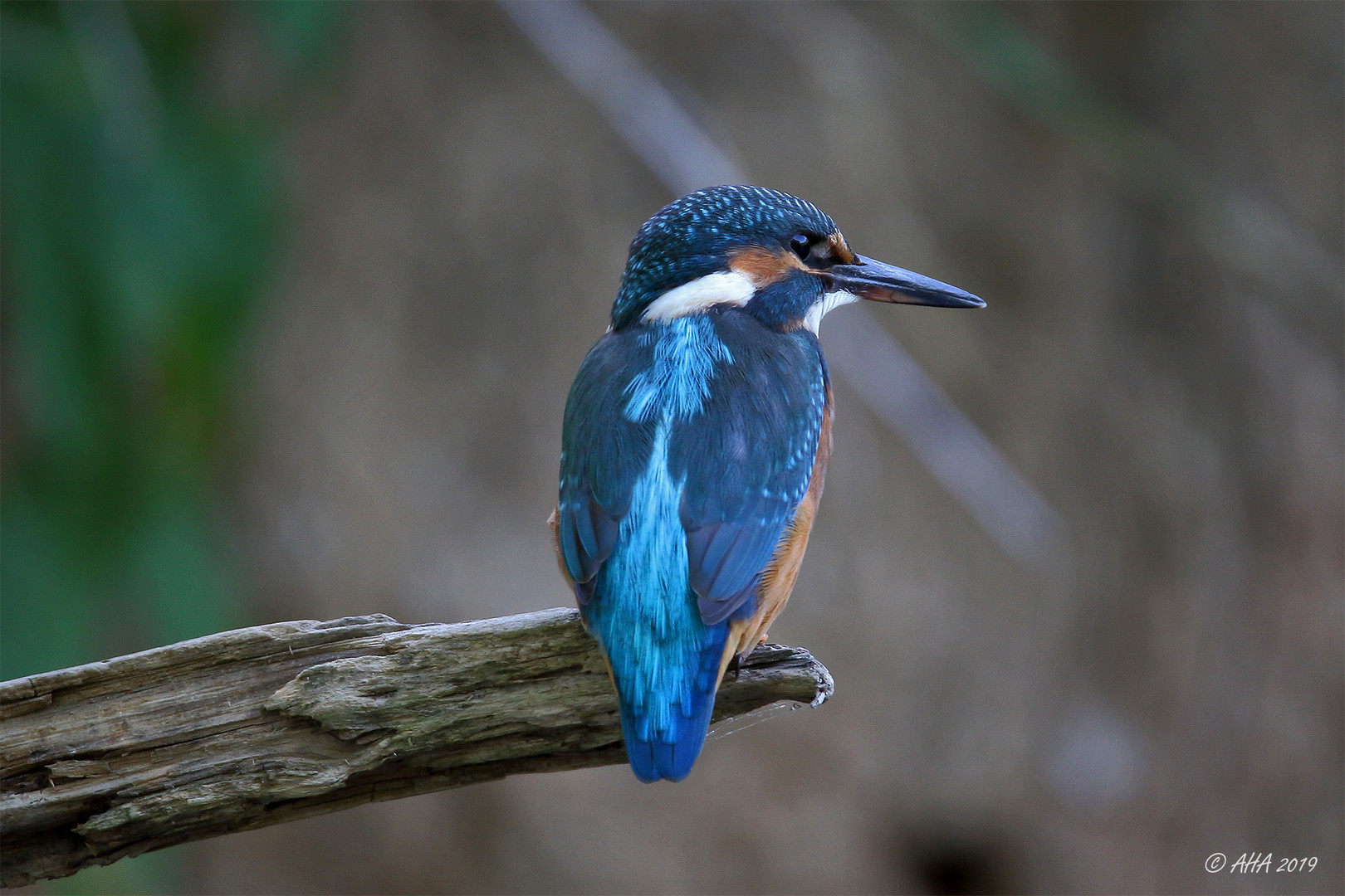 Der erste Jungvogel....