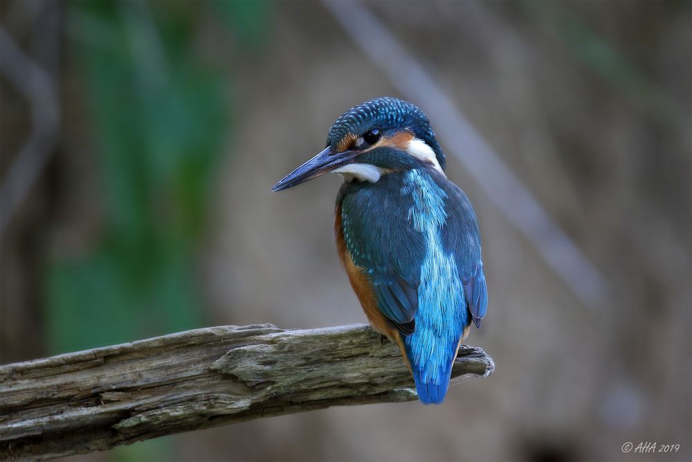 Der erste Jungvogel...