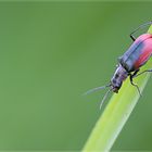 der erste käfer in diesem Jahr