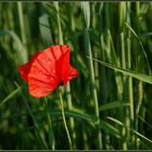 Der erste Klatschmohn heuer