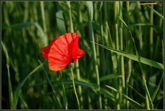 Der erste Klatschmohn heuer