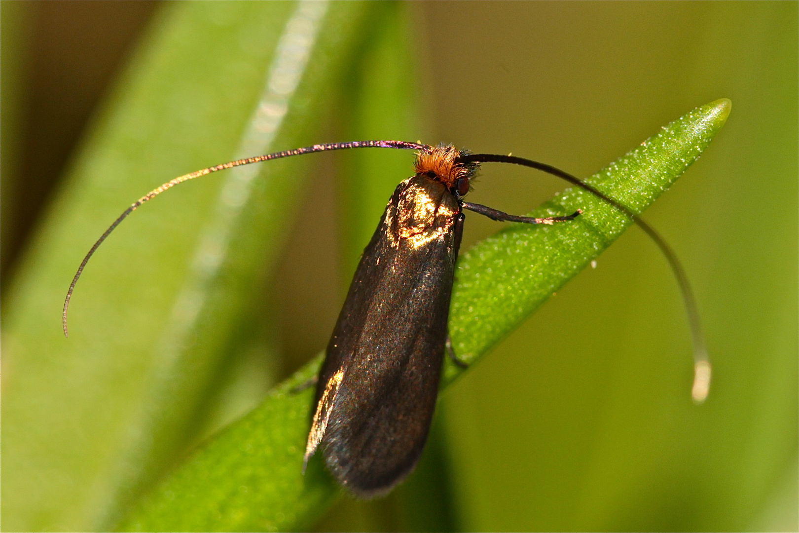 Der erste Kleinschmetterling im Garten! Vermutlich Cauchas rufimitrella, eine Langhornmotte