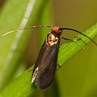 Der erste Kleinschmetterling im Garten! Vermutlich Cauchas rufimitrella, eine Langhornmotte