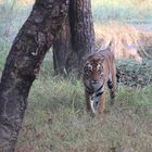 Der erste Kontakt - Tigerin im Kanha N.P. - Madhya Prades - Indien