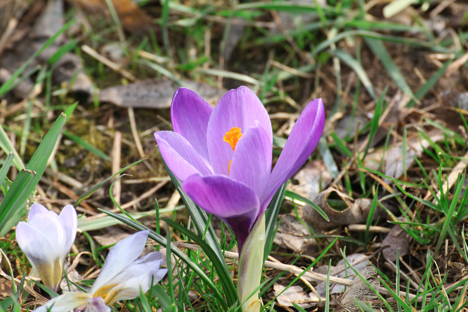 Der erste Krokus 2012