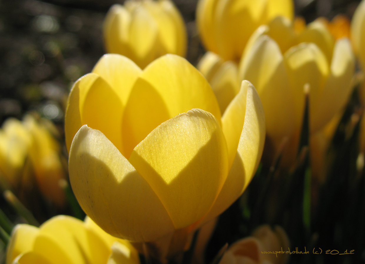 Der erste Krokus 2012