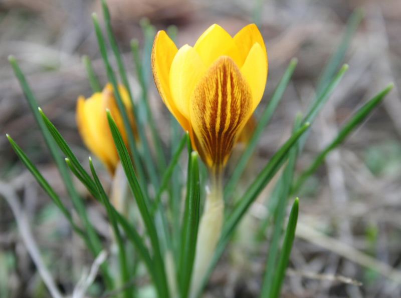 Der erste Krokus