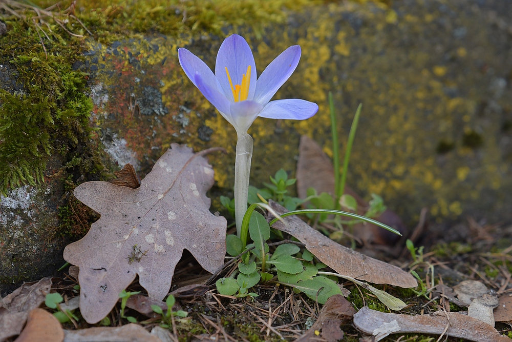 Der erste Krokus