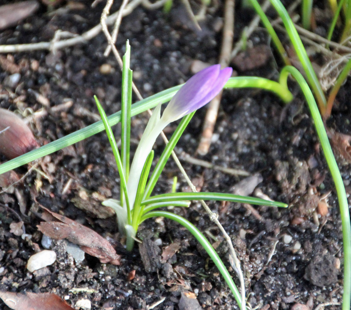 Der erste Krokus