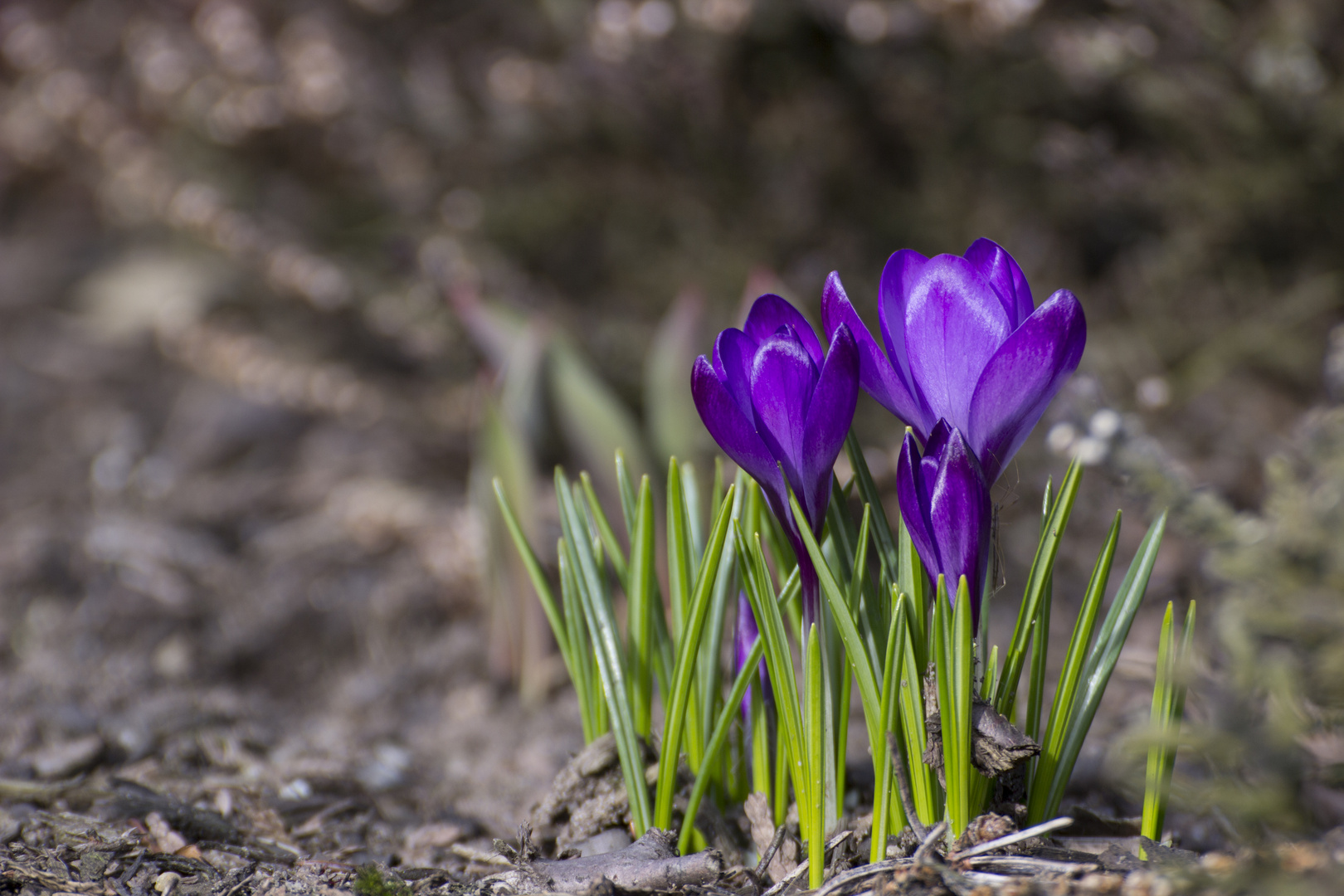 Der erste Krokus