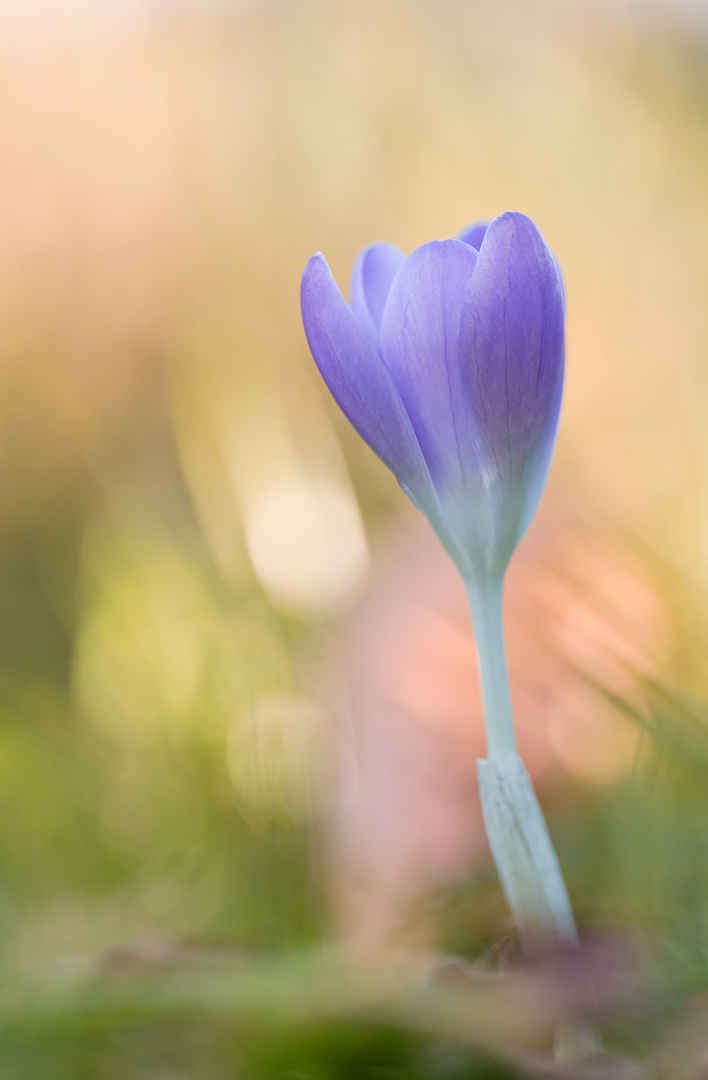 Der erste Krokus der Saison 