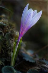 der erste Krokus...