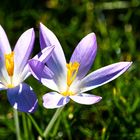 Der erste Krokus im Februar