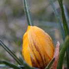 der erste krokus in meinem garten