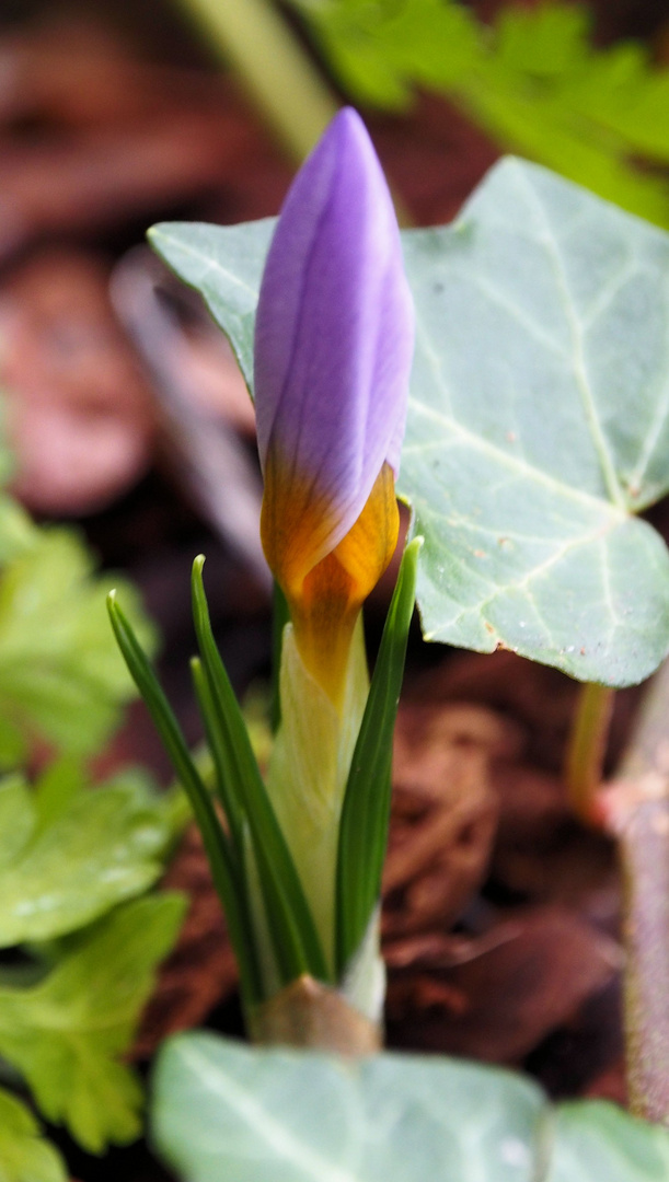 Der erste Krokus ist da....