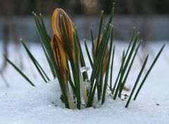 Der erste Krokus - nun im Schnee