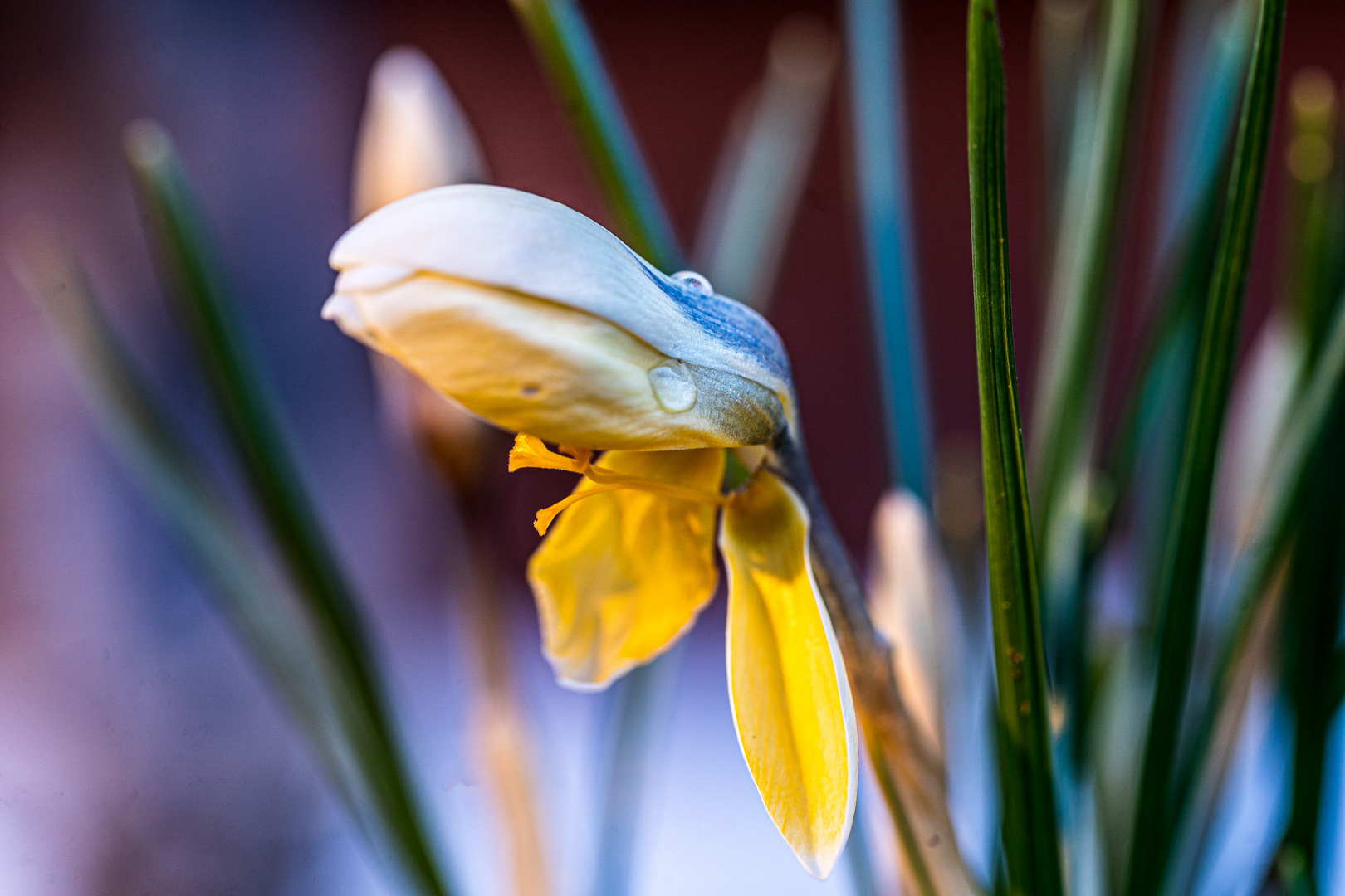 Der erste Krokus zum Valentinstag 