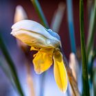 Der erste Krokus zum Valentinstag 