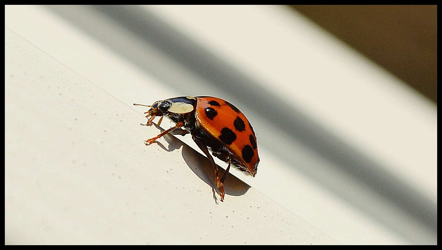 Der erste Ladybird on Tour