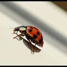 Der erste Ladybird on Tour