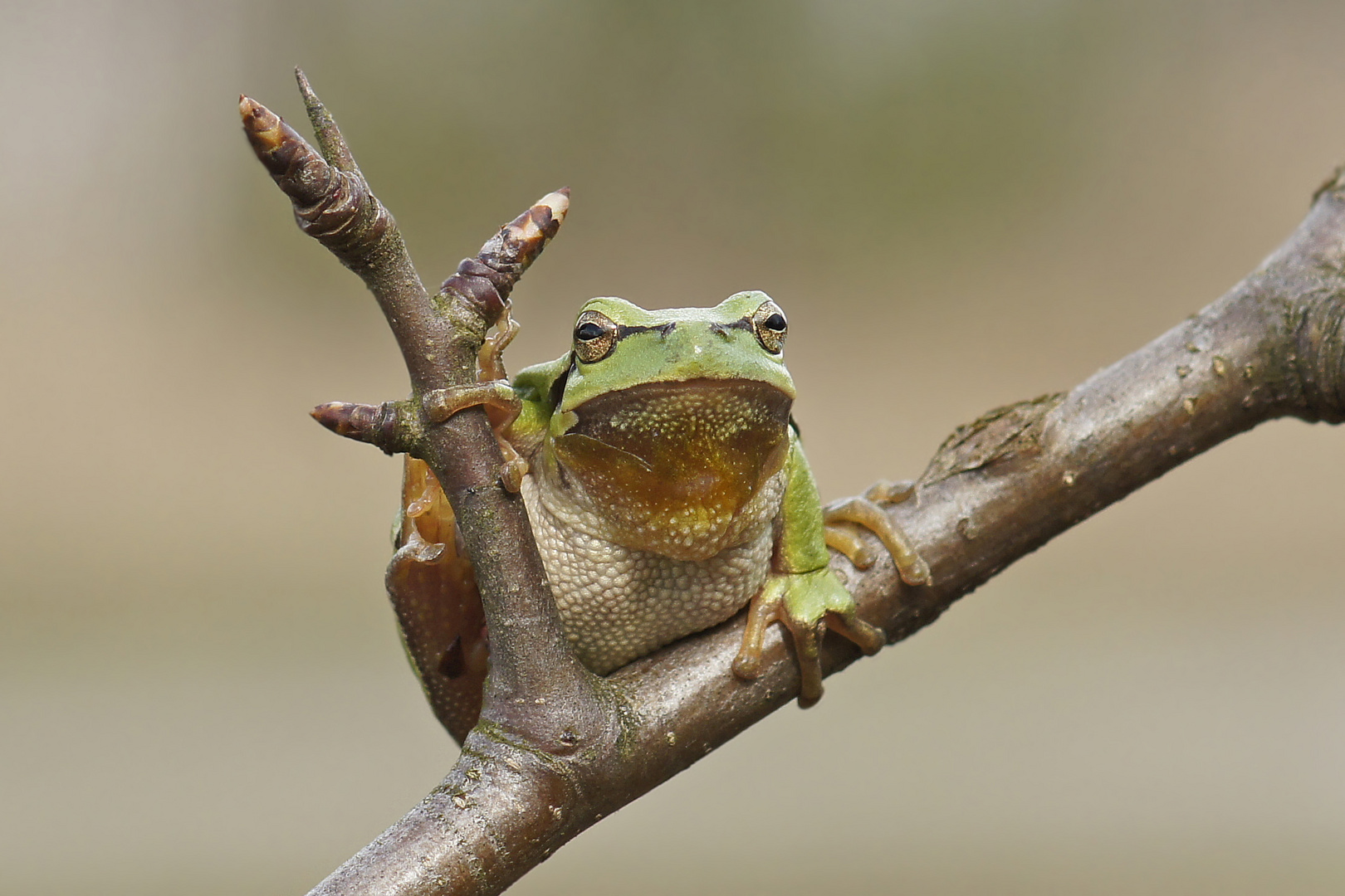 Der erste Laubfrosch (Hyla arborea) für 2014