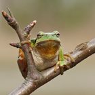 Der erste Laubfrosch (Hyla arborea) für 2014