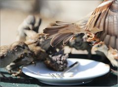 Der erste macht "die Fliege"