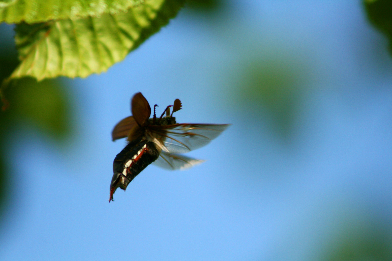 Der Erste Mai-Käfer im Anflug