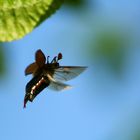 Der Erste Mai-Käfer im Anflug