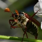 der erste Maikäfer