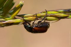 der erste "Makro-Käfer".............