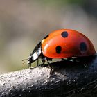 der erste Marienkäfer ...