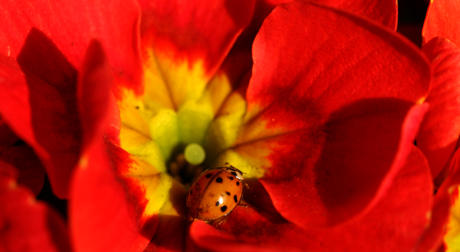 Der erste Marienkäfer der Saison