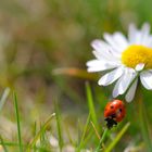 Der erste Marienkäfer