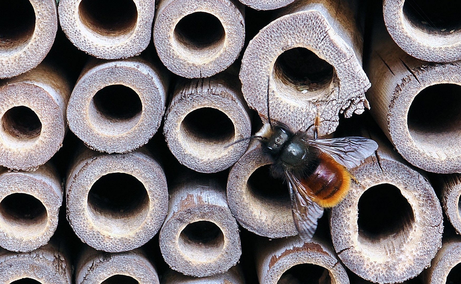 Der erste Mauerbienen Mann wartet auf die Frauen …